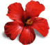 icon fiore rosso di carlita moon mother